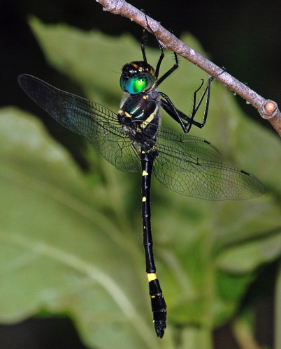 Male (posed)
14 June 2006  TN